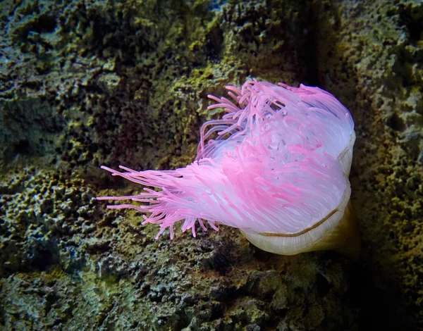 Pink sea anemone — Stock Photo, Image