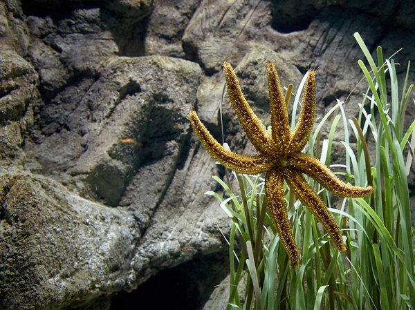 Starfish in aquarium — Stock Photo, Image