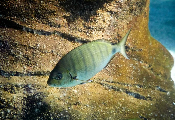 Peixe está nadando em aquário marinho — Fotografia de Stock