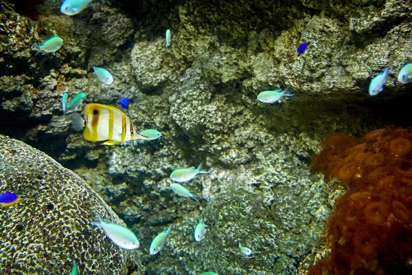 Úszás a tengeri akvárium halak — Stock Fotó