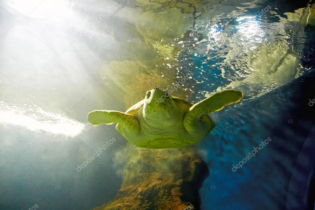 turtle are swimming in marine aquarium
