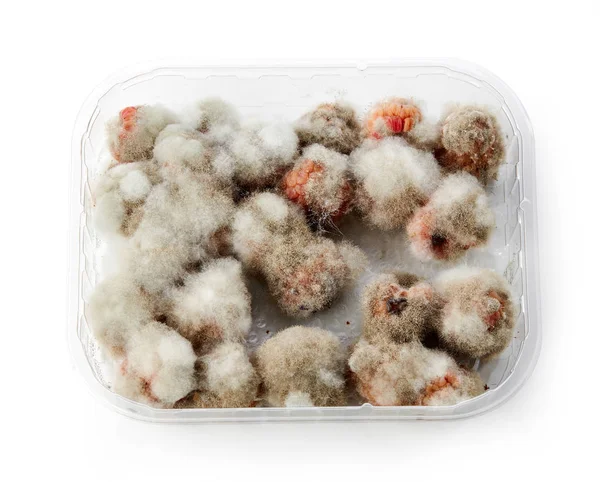 Raspberries with mold — Stock Photo, Image