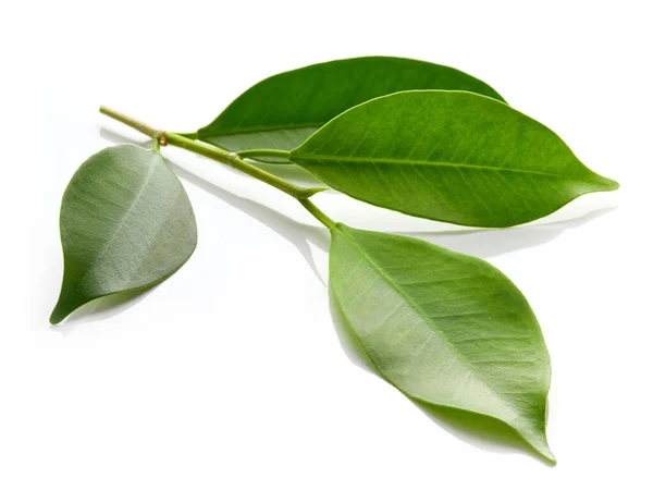 Свежие Зеленые Листья Белом Фоне — стоковое фото