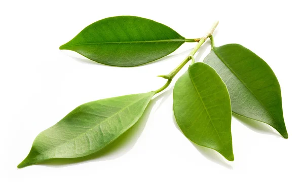 Hojas Verdes Frescas Aisladas Sobre Fondo Blanco — Foto de Stock