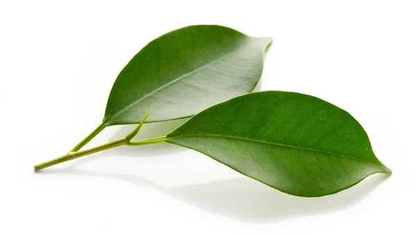 Frische Grüne Blätter Isoliert Auf Weißem Hintergrund — Stockfoto