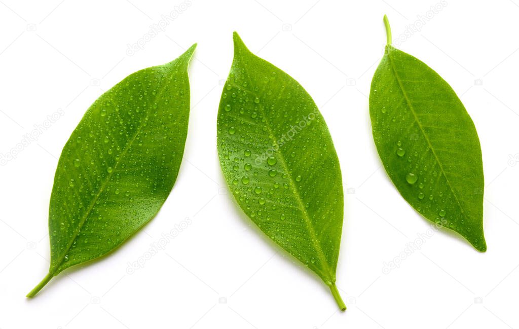 fresh wet leaves isolated on white background, top view