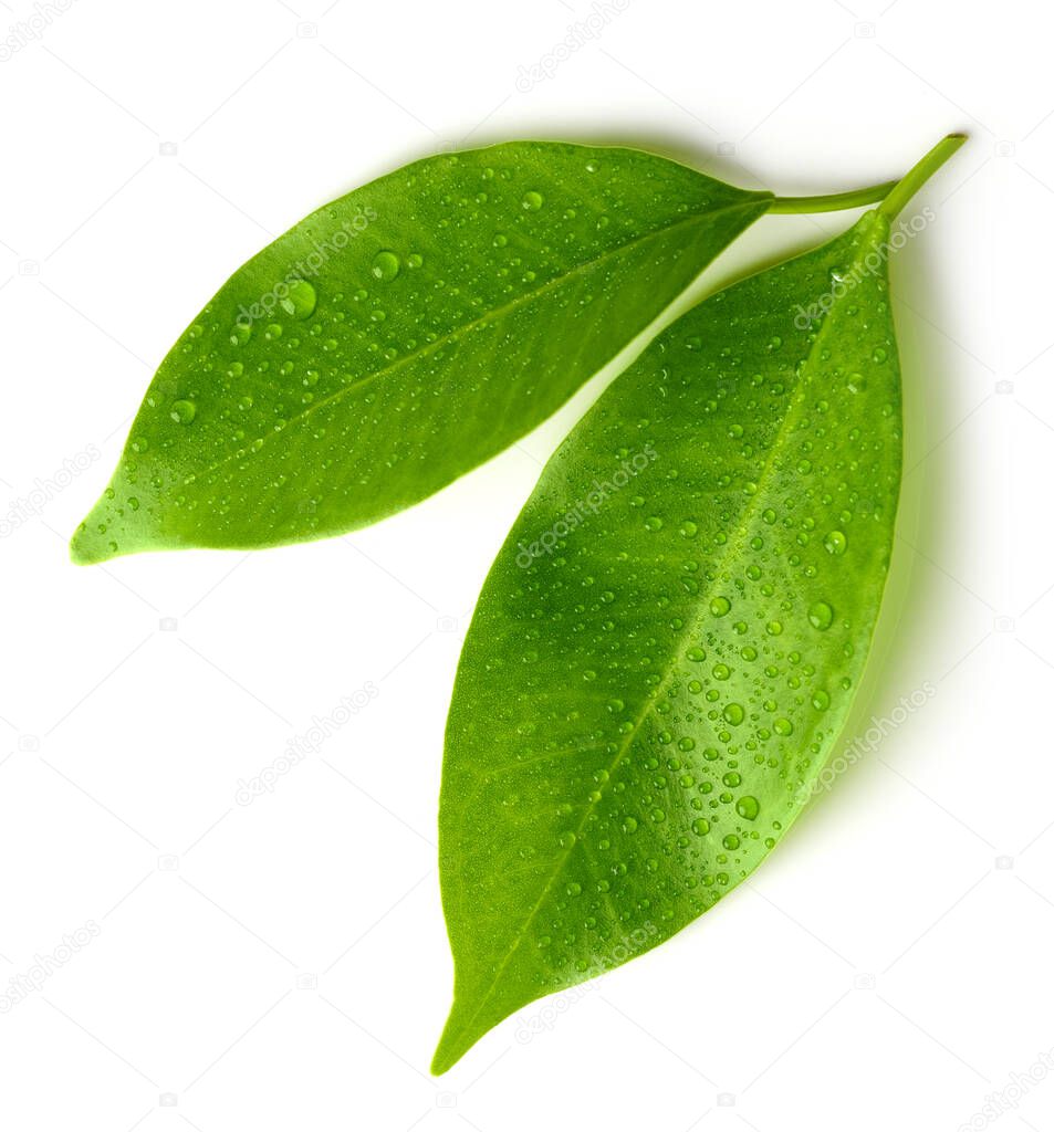 wet green leaves isolated on white background, top view