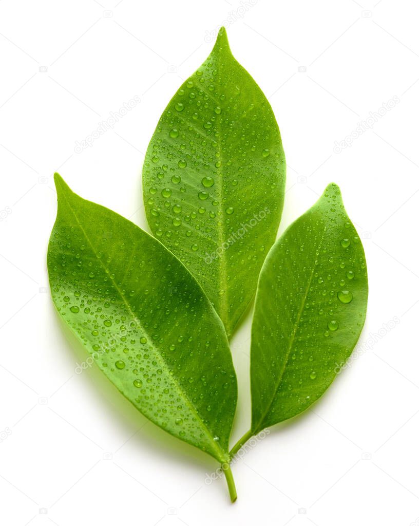 fresh wet leaves isolated on white background, top view