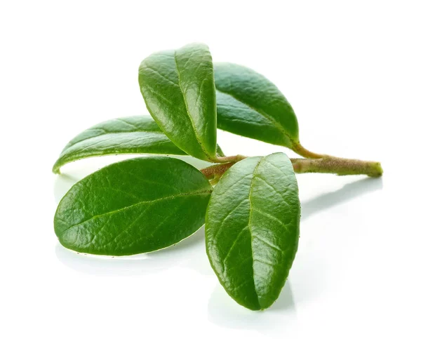 Νωπά Πράσινα Φύλλα Lingonberry Απομονωμένα Λευκό Φόντο — Φωτογραφία Αρχείου