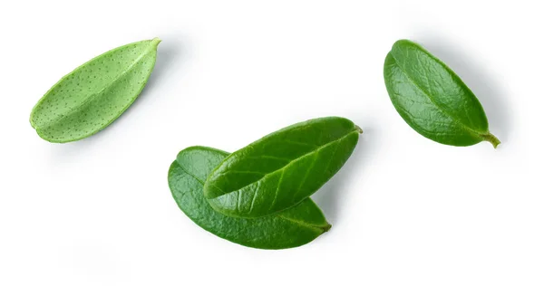 Hojas Arándano Verde Fresco Aisladas Sobre Fondo Blanco Vista Superior — Foto de Stock