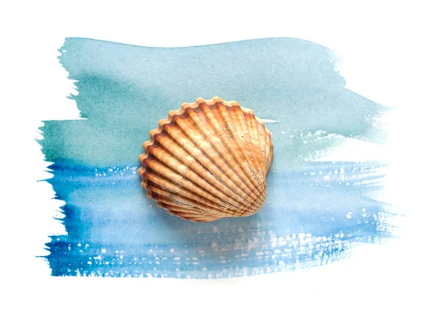 Sea Shell Watercolor Paint Isolated White Background Top View — Stock Photo, Image