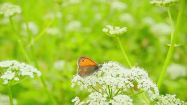 Nektar çiçek ve sonra kapalı, ağır çekim alır toplama kelebek