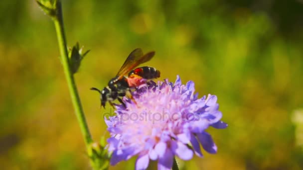 Ett bi samlar in nektar från en blomma, Slowmotion — Stockvideo