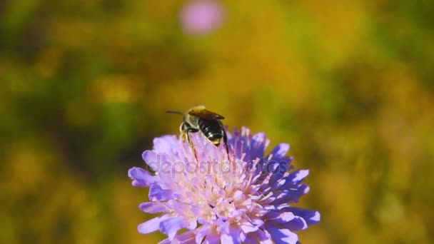 Een honingbij verzamelt nectar uit een bloem, slow-motion — Stockvideo