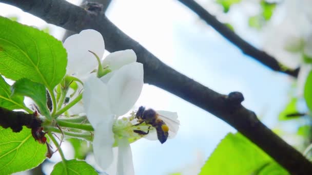 Een bijen verzamelen stuifmeel van bloemen van appel, slow-motion — Stockvideo