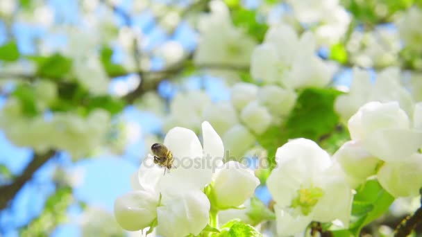 アップルは、スローモーションの花から花粉を収集蜂 — ストック動画