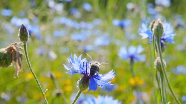Uma abelha coleta néctar de flores azuis, câmera lenta — Vídeo de Stock