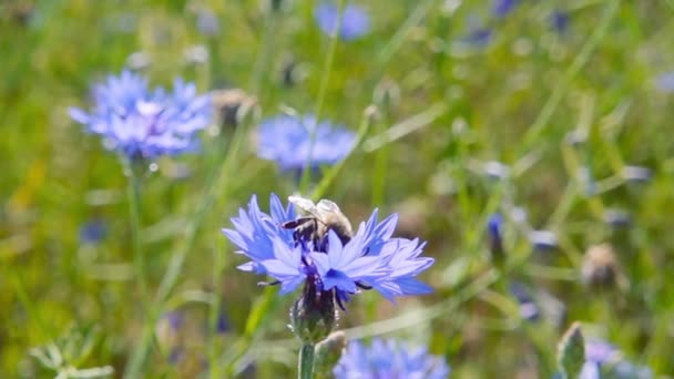 Ett bi samlar in nektar från blå blommor, Slowmotion — Stockvideo