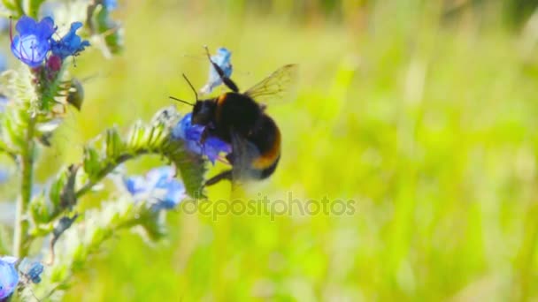 Bumblebee recoge el néctar de las flores azules, cámara lenta — Vídeo de stock