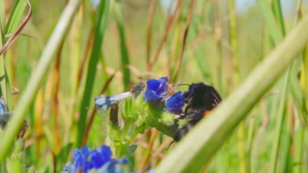 Bumblebee mavi çiçekler, ağır çekim nektar toplar — Stok video