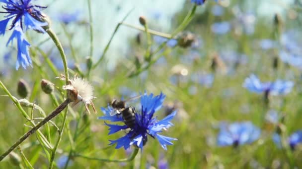 Bumblebee collects nectar from blue flowers, slow motion — Stock Video