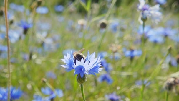 Bumblebee coleta néctar de flores azuis, câmera lenta — Vídeo de Stock