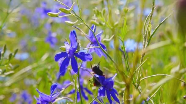 Hommel verzamelt nectar van blauwe bloemen, slow-motion — Stockvideo