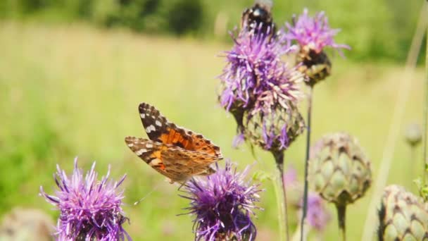 Vlinder verzamelen van nectar uit een bloem en vervolgens neemt af, slow-motion — Stockvideo