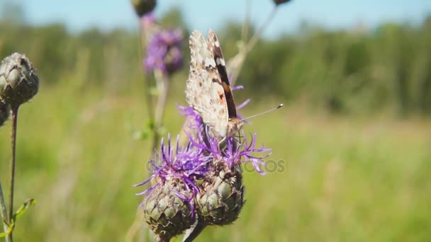 Mariposa recogiendo néctar de una flor y luego despega, cámara lenta — Vídeos de Stock