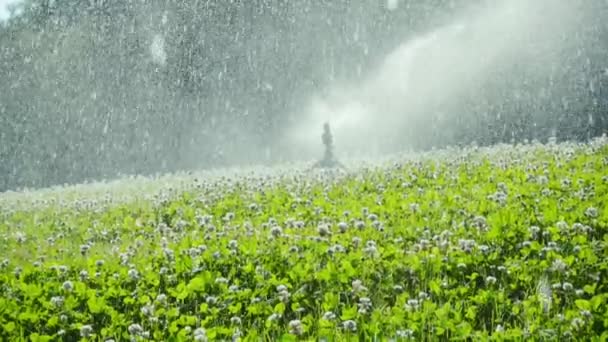 Su fıskiye çimenlikte, ağır çekim — Stok video