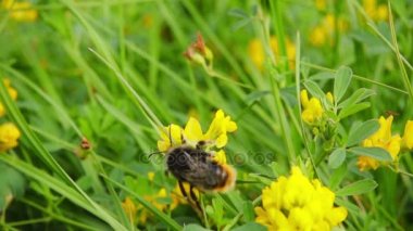 Bumblebee nektar çiçek, ağır çekim 500 fps toplar.
