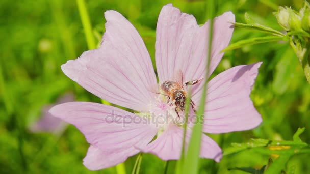 L'abeille recueille le nectar des fleurs, au ralenti 500fps — Video