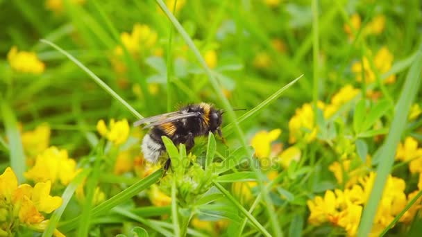 Bumblebee recoge el néctar de las flores, a cámara lenta 500fps — Vídeos de Stock