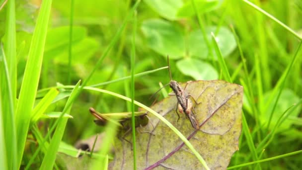 Grasshopper seduz feminino, câmera lenta 500fps — Vídeo de Stock