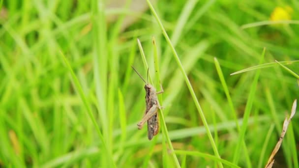 Grasshopper seduces female, slow motion 500fps — Stock Video