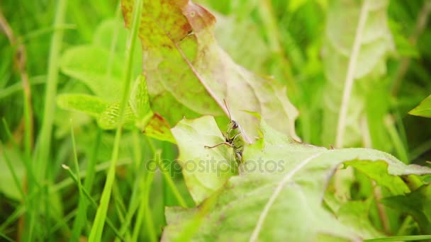 Grasshopper pulando da grama, câmera lenta 500fps — Vídeo de Stock