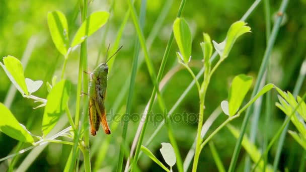 Heuschrecke springt aus dem Gras, Zeitlupe 500fps — Stockvideo