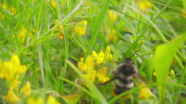 Sakar bumble bee sarı çiçek, ağır çekim 500 fps nektar toplar — Stok video