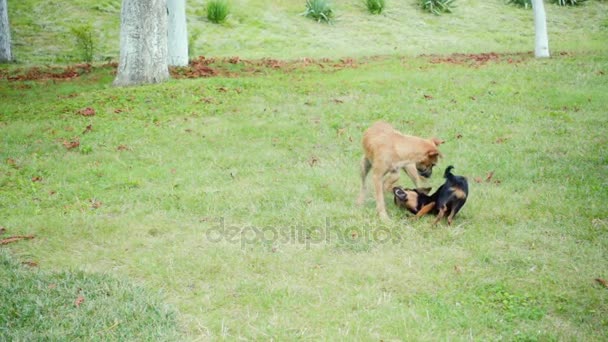 Dois cães brincando no gramado, câmera lenta — Vídeo de Stock