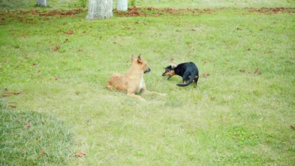 Dois cães brincando no gramado, câmera lenta — Vídeo de Stock