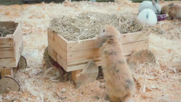 Rabbit jumps in slow motion — Stock Video