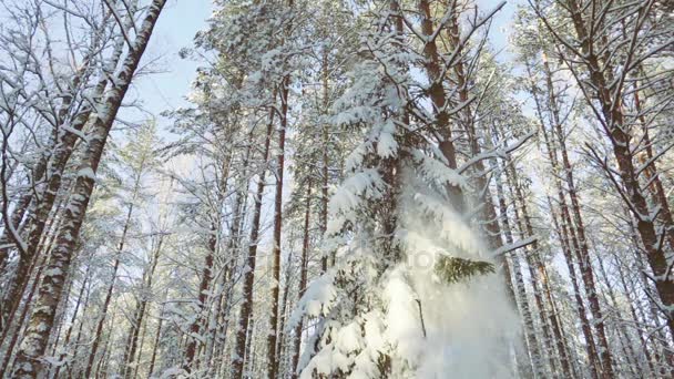 Nieve cae en el bosque de invierno, cámara lenta — Vídeo de stock