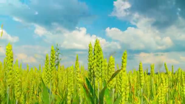 Pšeničné pole, 4k Time-lapse s jeřábem — Stock video