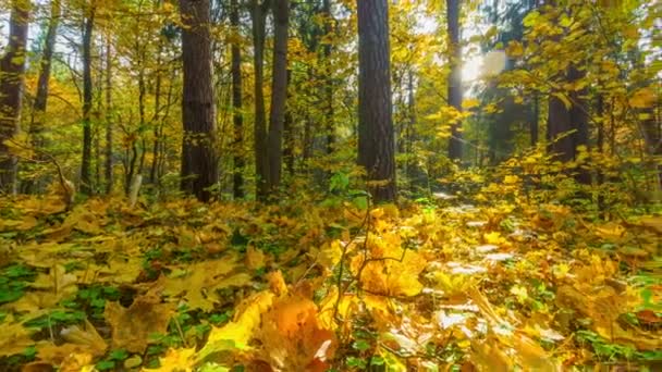 Jesień las, 4 k time-lapse panorama — Wideo stockowe