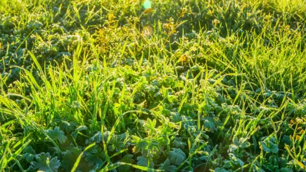 Melted Frozen Grass, 4K Time-lapse — Stock Video