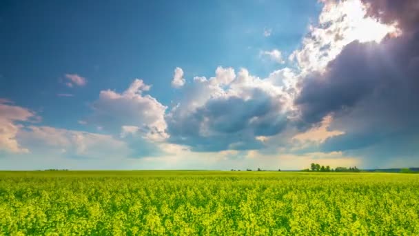 Champ de viol et ciel dramatique, 4K Time-lapse 