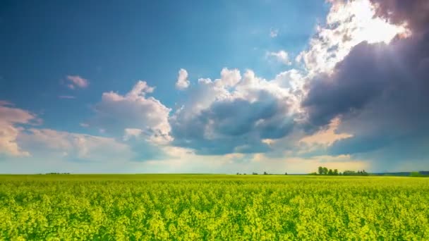 Rape Field And Dramatic Sky, 4K Time-lapse — Stock Video