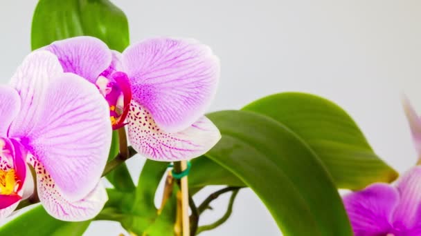 Květy orchidejí, stop-motion 4k