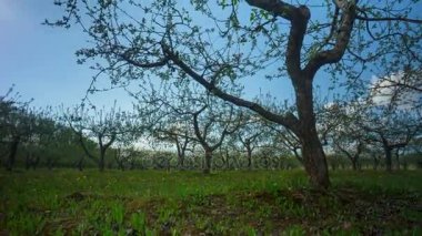 Bahar elma Bahçe çiçek ve karahindiba, 4k hızlandırılmış