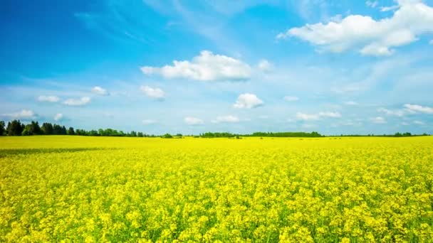 Ανθισμένα πεδίο canola, πανοραμική 4k time-lapse — Αρχείο Βίντεο